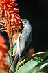 Noisy Miner 100